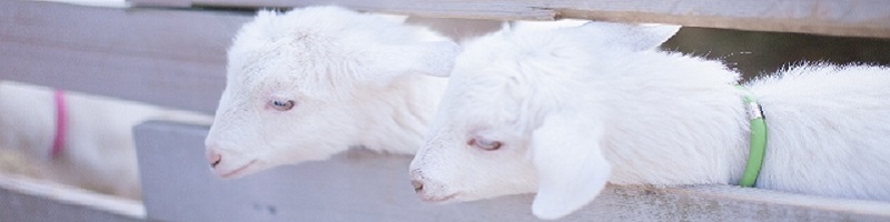 �t�@���P�� fancl ���Y���G�C�W���O�P�A�������L�b�g ���T�C�g